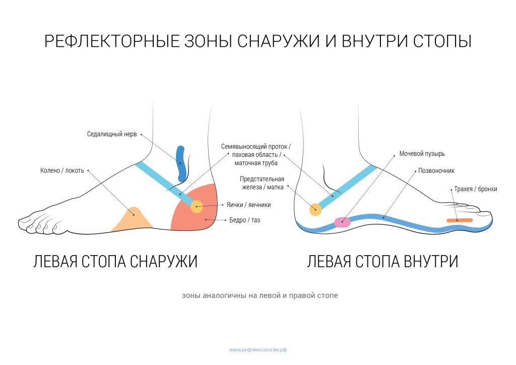 рефлекторные зоны стоп бок